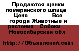 Продаются щенки померанского шпица › Цена ­ 45 000 - Все города Животные и растения » Собаки   . Новосибирская обл.